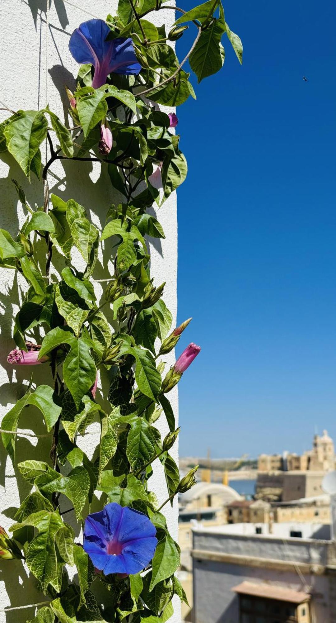 Bed and Breakfast Casa Maria Tereza Cospicua Esterno foto
